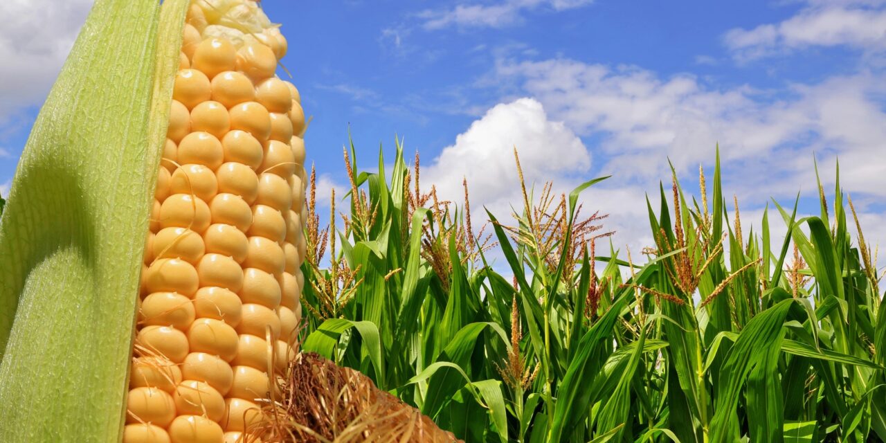 Corn gets gassy when it feels too crowded