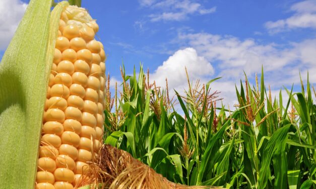 Corn gets gassy when it feels too crowded