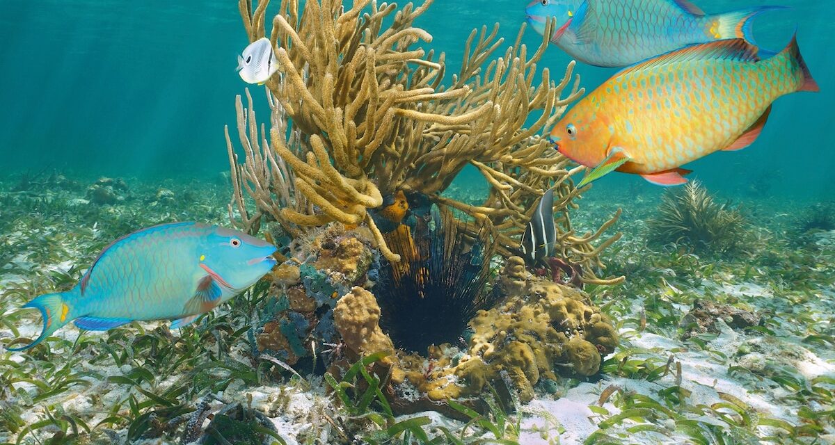 Discover the wild side of Turks & Caicos