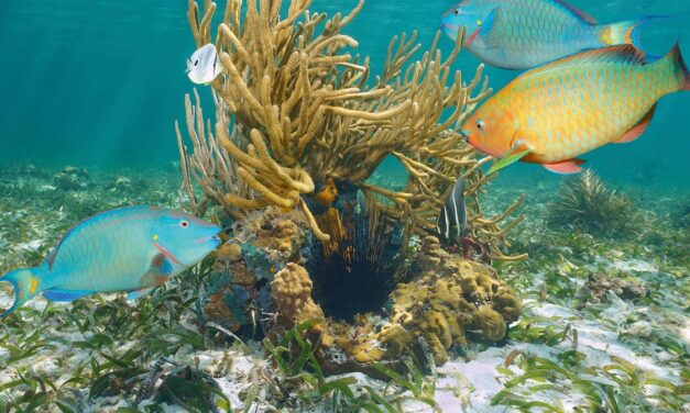 Discover the wild side of Turks & Caicos