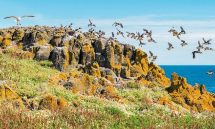 Why coastal Fife is one of Scotland’s best walking adventures