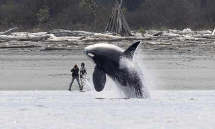 14 award-winning images of our mighty oceans
