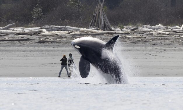 14 award-winning images of our mighty oceans