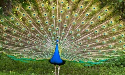 Ten Mind-Boggling Discoveries About Birds