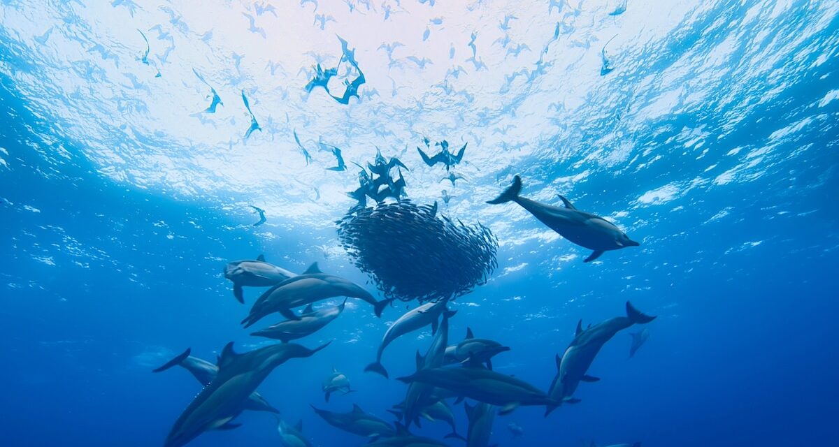 A feast for the eyes—and for dolphins. Here’s the wondrous way bait balls form.