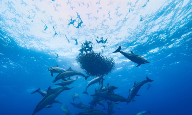 A feast for the eyes—and for dolphins. Here’s the wondrous way bait balls form.