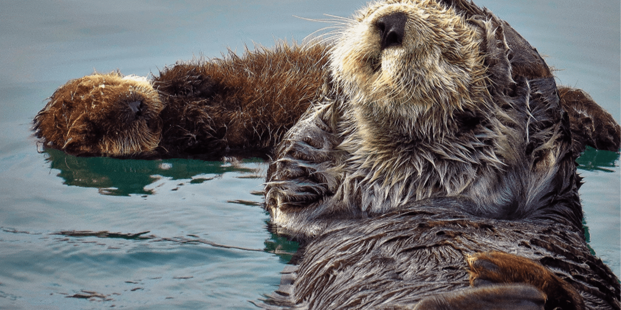 6 fun photos to celebrate Sea Otter Awareness week
