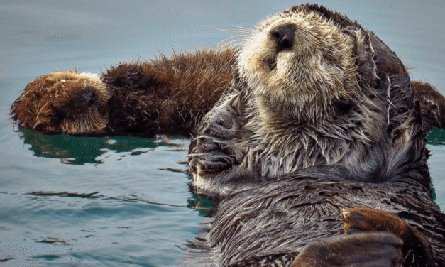 6 fun photos to celebrate Sea Otter Awareness week