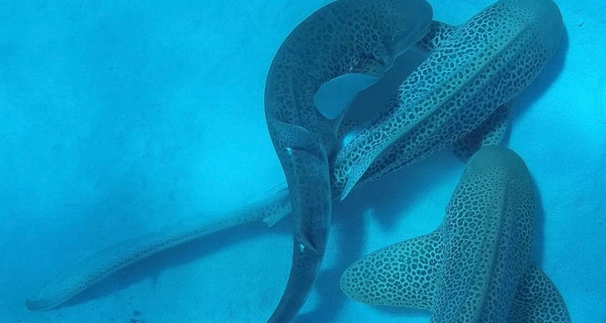 First-of-its-kind footage reveals 3 endangered sharks mating—all at the same time
