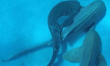 First-of-its-kind footage reveals 3 endangered sharks mating—all at the same time