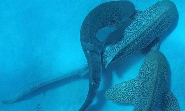 First-of-its-kind footage reveals 3 endangered sharks mating—all at the same time
