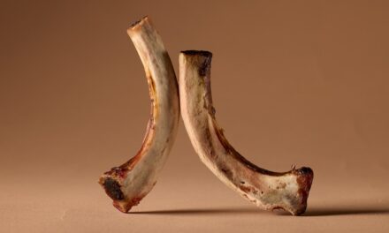 The scientific case for eating more bones