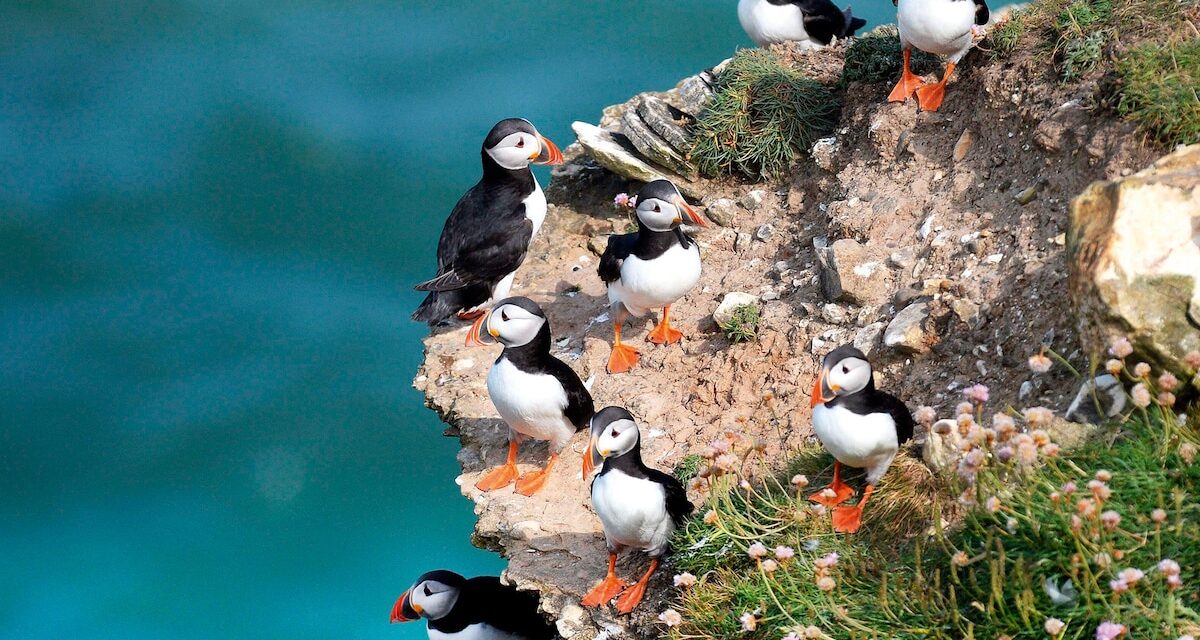 7 birdwatching trips around the world for budding enthusiasts