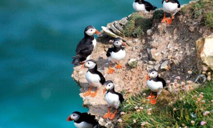 7 birdwatching trips around the world for budding enthusiasts