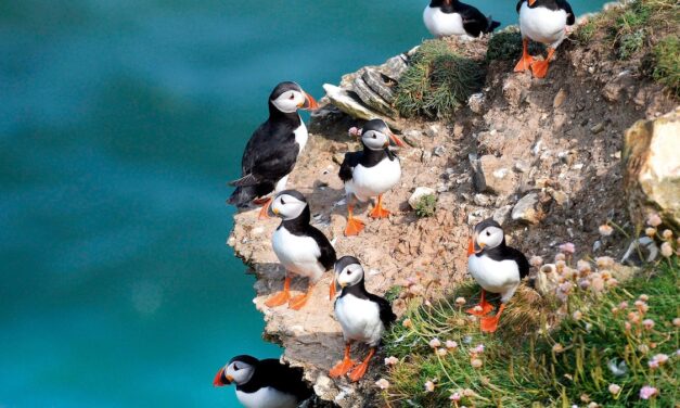 7 birdwatching trips around the world for budding enthusiasts