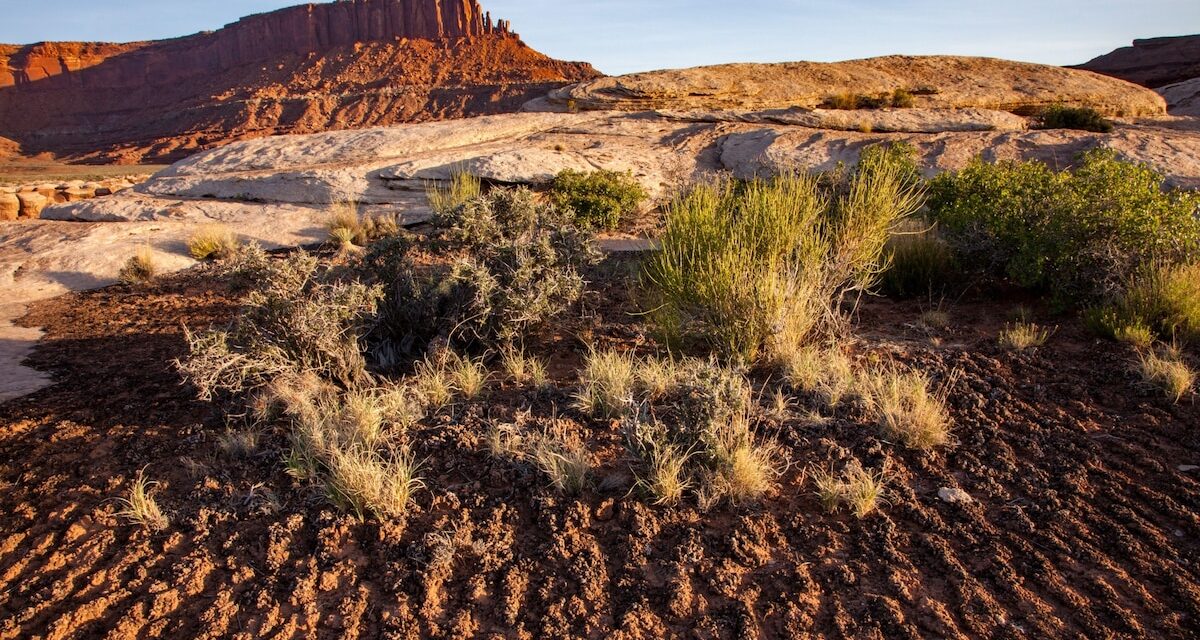 Save the microbes? The world’s smallest species may soon get protections.