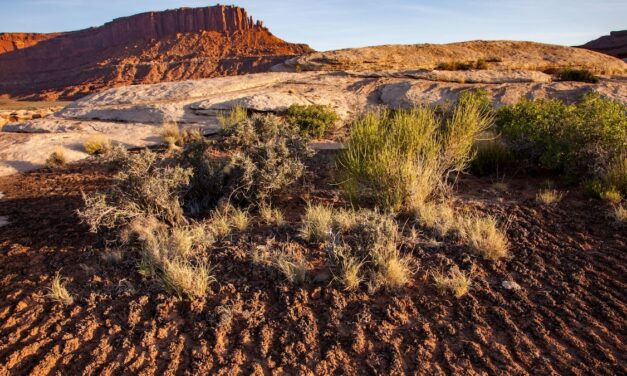 Save the microbes? The world’s smallest species may soon get protections.