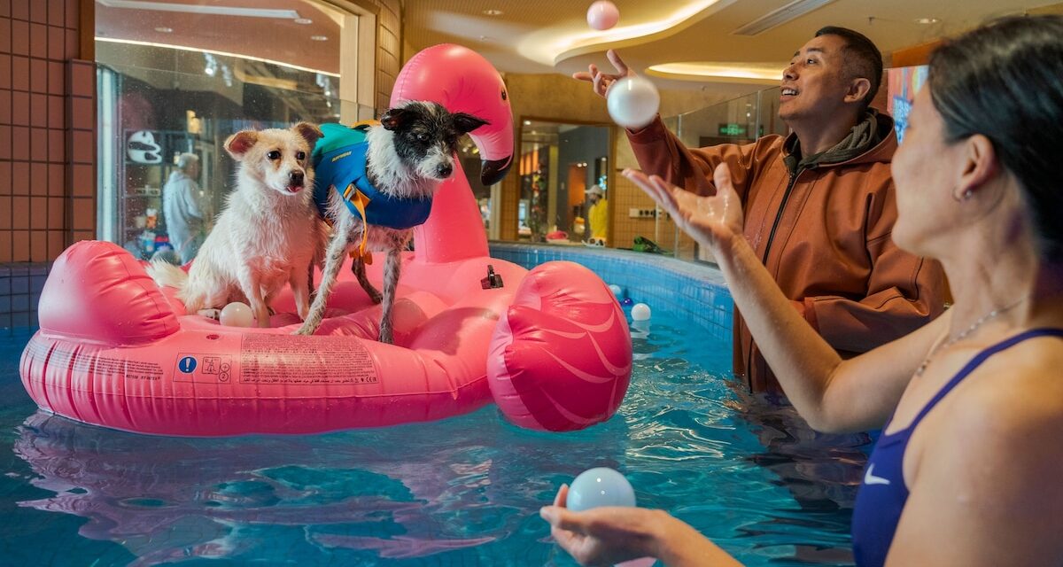 Want your dog to live a longer life? Here are 6 science-backed tips