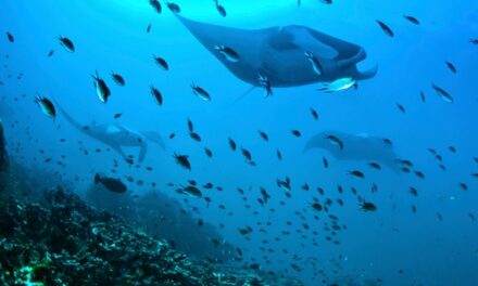 Ten Bizarre Creatures from Beneath the Waves