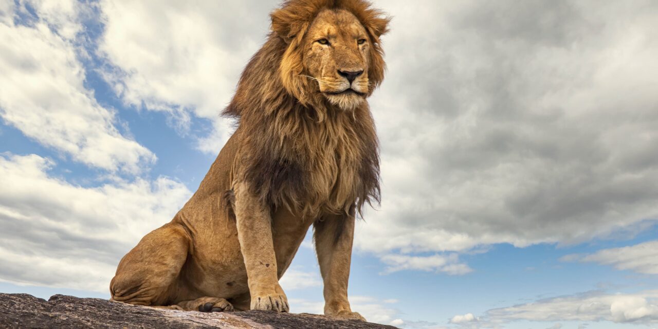 The Lion Does Not Concern Himself With Long COVID. Maybe He Should?