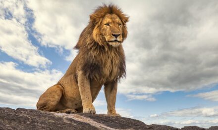 The Lion Does Not Concern Himself With Long COVID. Maybe He Should?