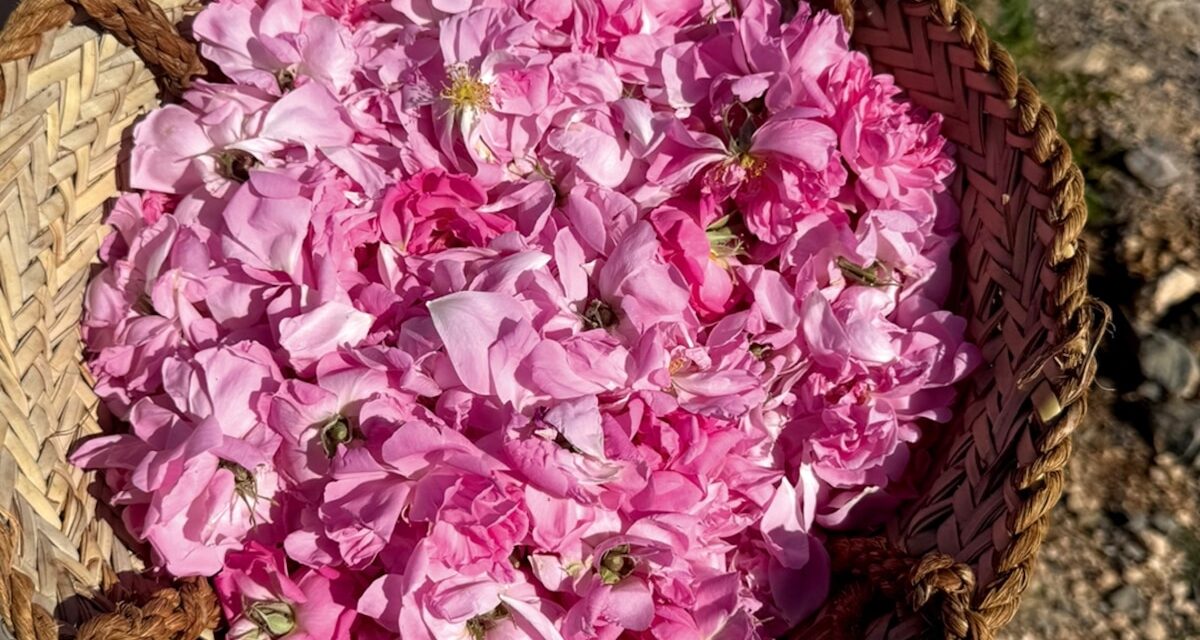 Discover Oman through its perfumes and ancient aromas