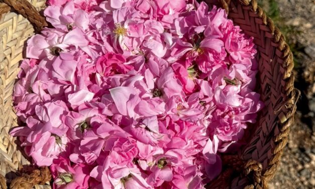 Discover Oman through its perfumes and ancient aromas