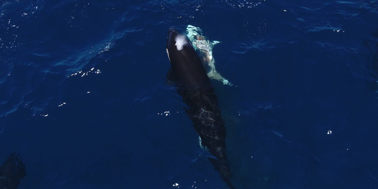 Orcas are hunting young great white sharks for their livers