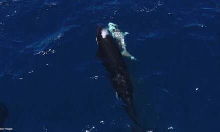 Orcas are hunting young great white sharks for their livers