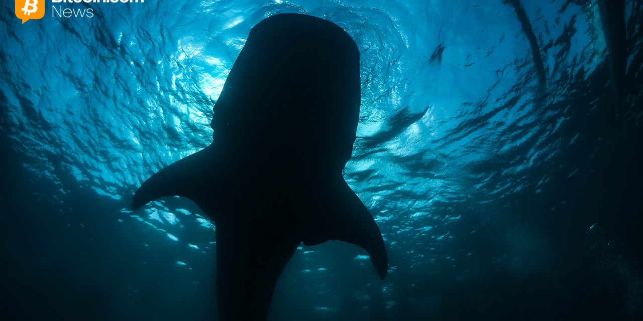 Onchain Analyst: Long-Sleeping Bitcoin Whale Resurfaces, Shifting 2,300 BTC to Paxos Wallet