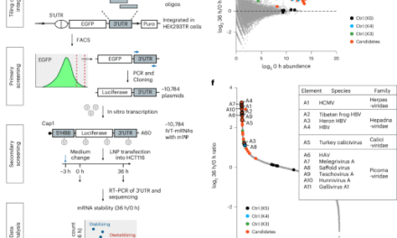 RNA stability enhancers for durable base-modified mRNA therapeutics