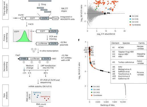 RNA stability enhancers for durable base-modified mRNA therapeutics