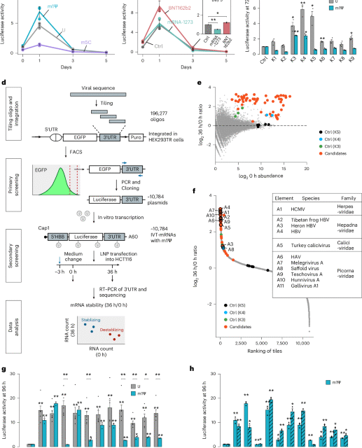RNA stability enhancers for durable base-modified mRNA therapeutics