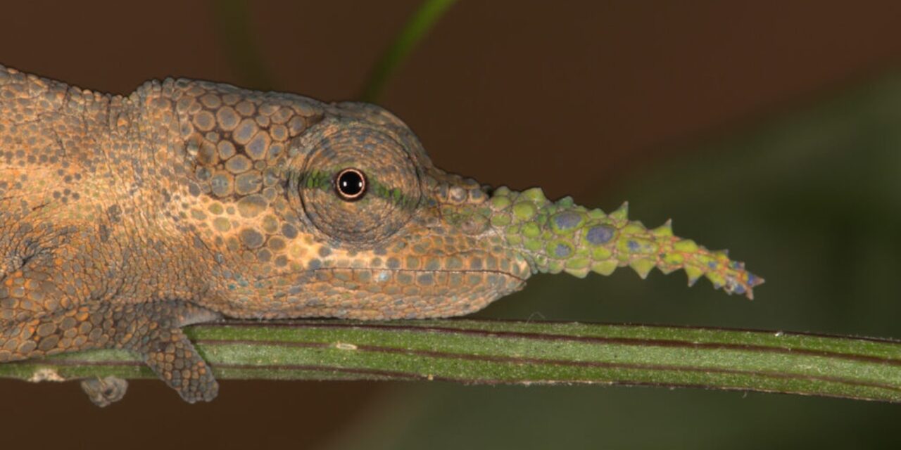 No lie. The long-nosed Pinocchio chameleon is multiple species.