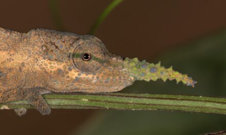 No lie. The long-nosed Pinocchio chameleon is multiple species.