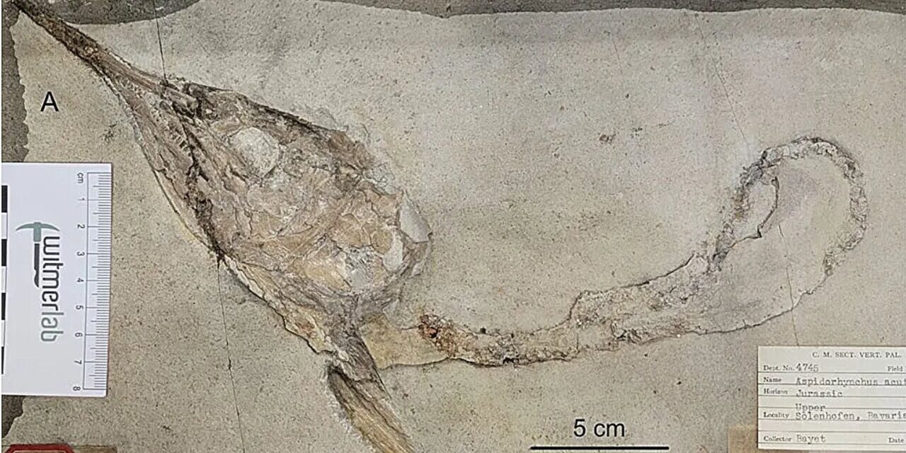 Decapitated fish fossils depict Late Jurassic food chain