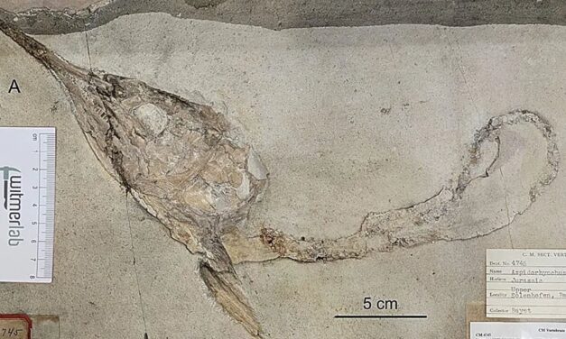 Decapitated fish fossils depict Late Jurassic food chain
