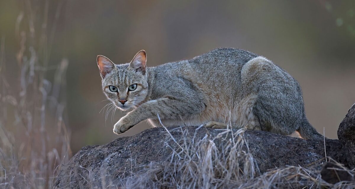 When did cats become domesticated? New DNA evidence changes the story.