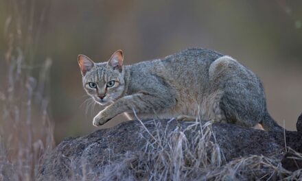 When did cats become domesticated? New DNA evidence changes the story.