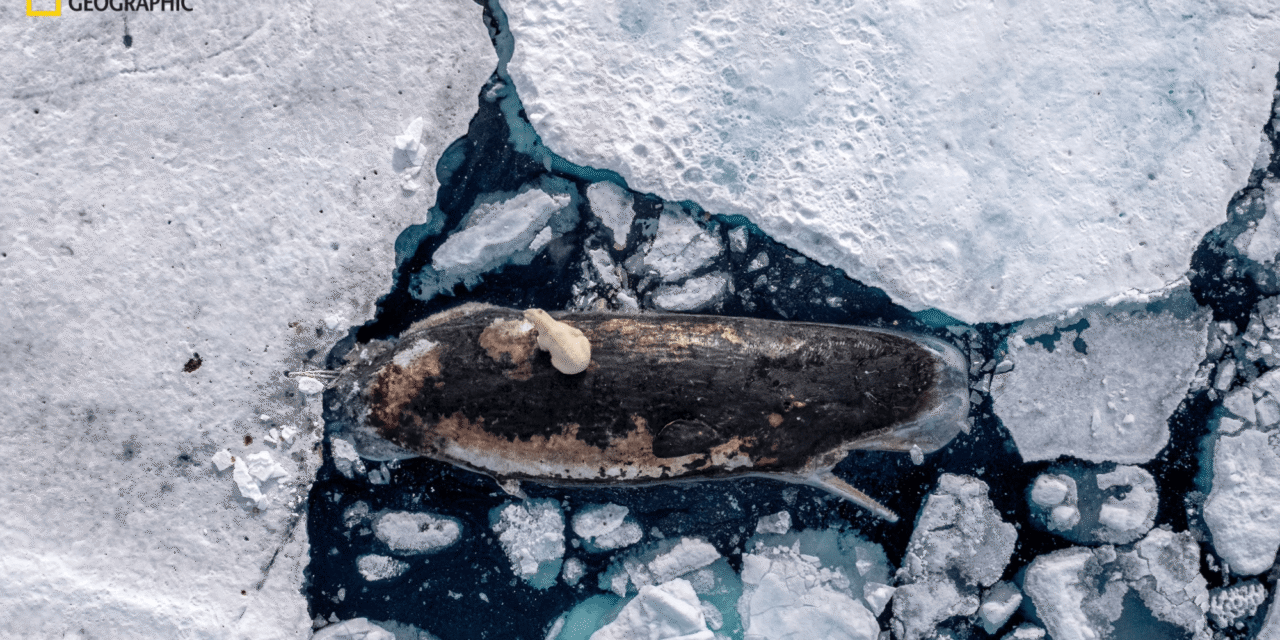 5 captivating images from National Geographic’s Pictures of the Year