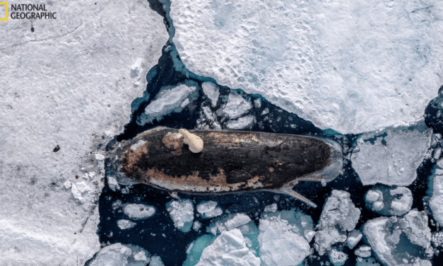 5 captivating images from National Geographic’s Pictures of the Year