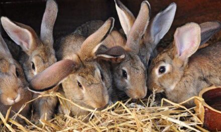 10 Animals That Humiliated and Harmed Historical Leaders