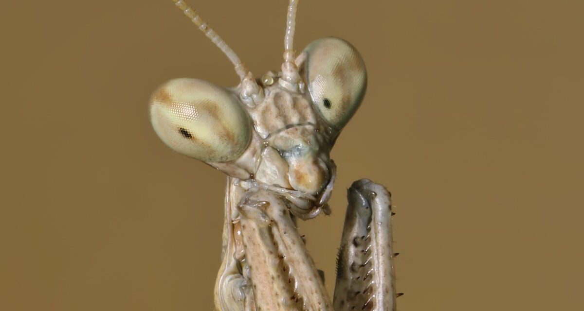 Newly discovered mantis species dances like a snake to avoid death after sex