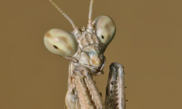 Newly discovered mantis species dances like a snake to avoid death after sex
