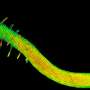 Mechanism for twisted growth of plant organs discovered