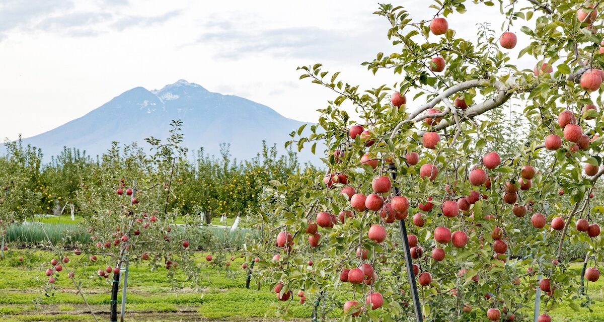 Why this Japanese prefecture is obsessed with apples