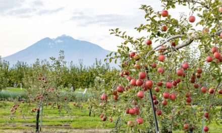 Why this Japanese prefecture is obsessed with apples
