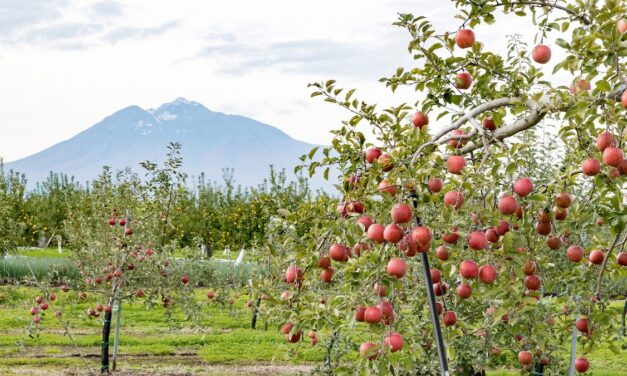 Why this Japanese prefecture is obsessed with apples