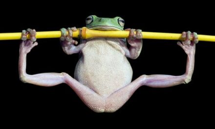 10 Strange Times When Species Evolved Backward
