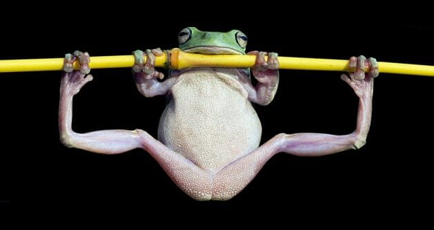 10 Strange Times When Species Evolved Backward